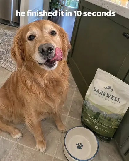 Phone shot of a golden retriever next to an empty bowl, caption 'he finished it in 10 seconds'